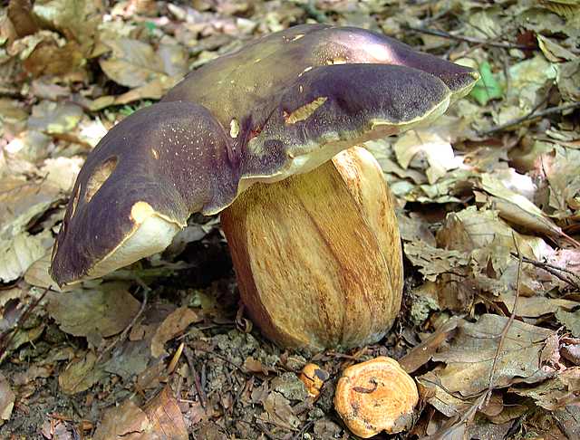 2005 :  Un anno di funghi